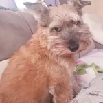 Zaginął Pies nazywa się Reks