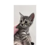 Znaleziono kota, Białystok, 2 lipca 2025