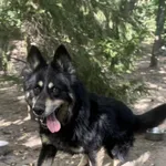 Pies do adopcji, Bydgoszcz, 19 sierpnia 2025