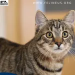 Wrzosik - Mruczący kocurek szuka domu 