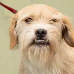 Piesek znaleziony w Trzaskowie