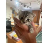 Znaleziono kota, Białystok, 25 lipca 2025