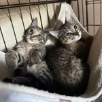 Kot do adopcji, Głowno, 18 sierpnia 2025