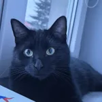 Zaginął kot, Łódź, 19 sierpnia 2025