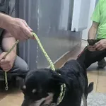 Znaleziono psa, Sosnowiec, 17 sierpnia 2025