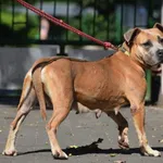 Suczka poz. 25/0369 w DT z opcją DS