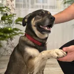 Zaginął pies, Ruszków, 20 sierpnia 2025