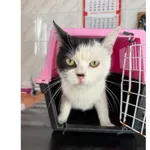 Znaleziono kota, Białystok, 12 lipca 2025