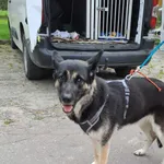 Znaleziono psa, Olsztyn, 18 sierpnia 2025