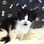 Kot do adopcji, Chełmek, 2 sierpnia 2025