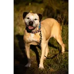 Znaleziono psa, Białystok, 31 lipca 2025