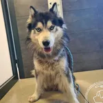 Przyjęty: 2025-08-19 Gmina: Jaworzno Płeć: Pies Opis: Siberian Husky, biało-szare