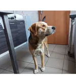 Znaleziono psa, Białystok, 4 lipca 2025