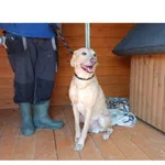 Znaleziono psa, Białystok, 4 sierpnia 2025