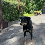 Pies do adopcji, Włocławek, 19 sierpnia 2025