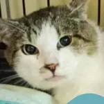 Znaleziono kota, Gdynia, 15 sierpnia 2025