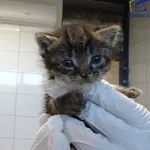 Znaleziono kota, Szczecin, 16 sierpnia 2025