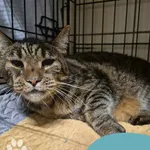 Znaleziono kota, Gdynia, 18 sierpnia 2025