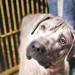 Pies do adopcji, Zgierz, 20 sierpnia 2025