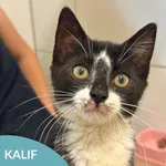 Kalif
