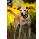 Znaleziono psa, Białystok, 9 czerwca 2025