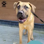 Znaleziono psa, Gdynia, 14 sierpnia 2025