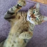 Znaleziono kota, Toruń, 20 lipca 2025