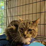 Znaleziono kota, Gdynia, 17 lipca 2025