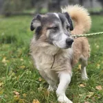 Pies do adopcji, Zgierz, 20 sierpnia 2025