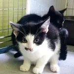 Kot do adopcji, Racibórz, 7 sierpnia 2025