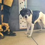 Przyjęty: 2025-08-21 Gmina: Miedźna Płeć: Pies Opis: mieszaniec, czarno-białę