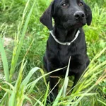 Pies do adopcji, Korabiewice, 20 sierpnia 2025