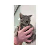 Znaleziono kota, Białystok, 2 lipca 2025