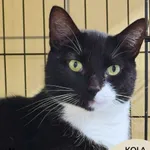 Kot do adopcji, Gdynia, 20 sierpnia 2025