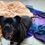 Pies do adopcji, Kraków, 27 lipca 2025