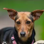 Pies do adopcji, Gdynia, 20 sierpnia 2025