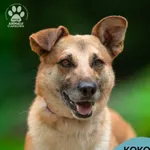 Pies do adopcji, Gdynia, 20 sierpnia 2025