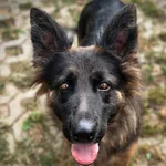 Pies do adopcji, Korabiewice, 20 sierpnia 2025