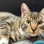 Kot do adopcji, Gdynia, 20 sierpnia 2025