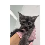 Znaleziono kota, Białystok, 2 lipca 2025