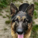 Pies do adopcji, Korabiewice, 20 sierpnia 2025