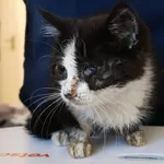 Znaleziono kota, Łódź, 20 sierpnia 2025