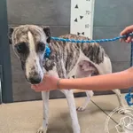 Przyjęty: 2025-08-21 Gmina: Morawica Płeć: Pies Opis: w typie charta, pręgowano-białe