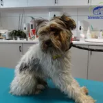 Znaleziono psa, Szczecin, 22 sierpnia 2025