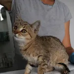 Znaleziono kota, Łódź, 21 sierpnia 2025