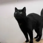 Kot do adopcji, Włocławek, 21 sierpnia 2025