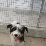 Znaleziono psa, Gdańsk, 21 sierpnia 2025