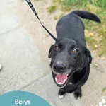 Pies do adopcji, Starogard Gdański, 22 sierpnia 2025