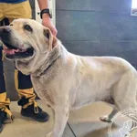 Przyjęty: 2025-08-22 Gmina: Libiąż Płeć: Pies Opis: labrador, biszkoptowe