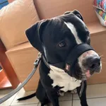 Znaleziono psa, Gdańsk, 21 sierpnia 2025